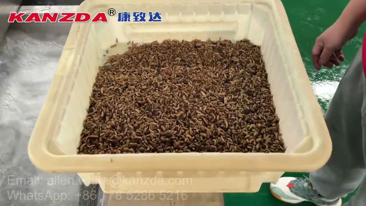 Black Soldier Fly Larvae Washing Machine