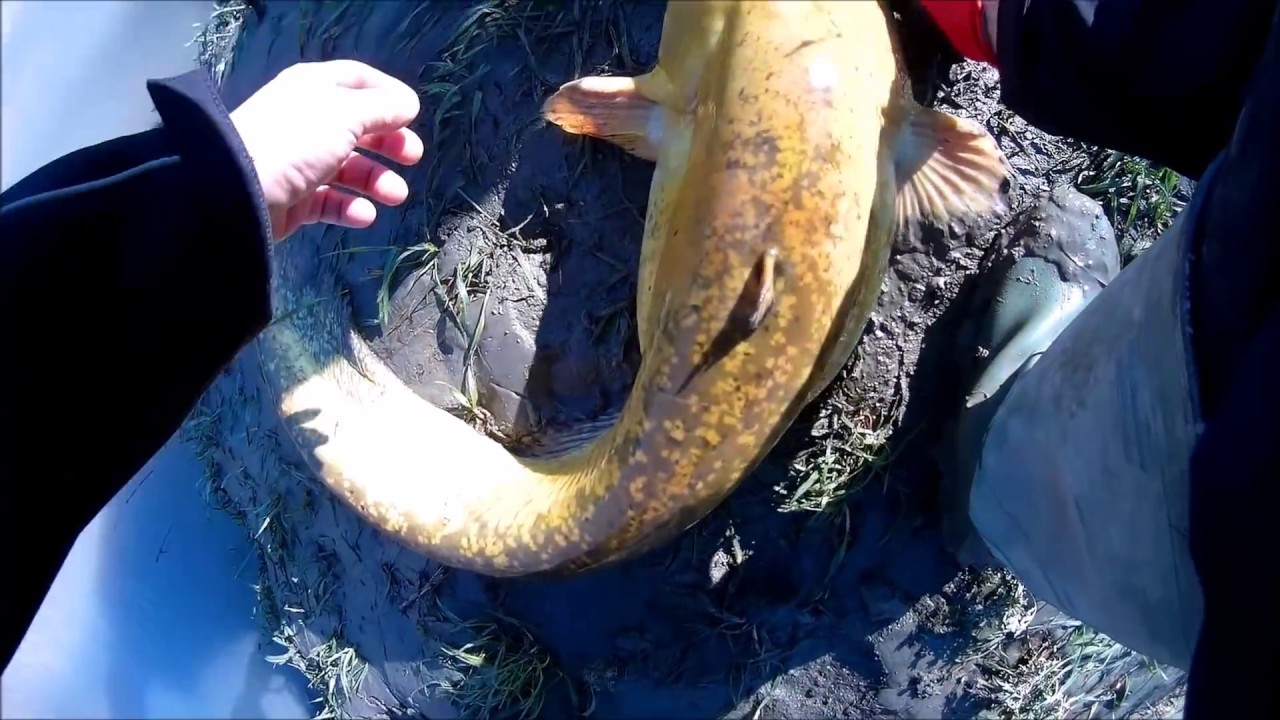 SPINNING FOR CATFISHES (SILURI a SPINNING)