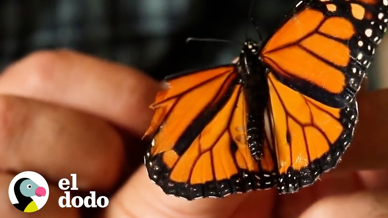 Chico usa pegamento para ayudar a una mariposa a la que le falta un ala | El Dodo