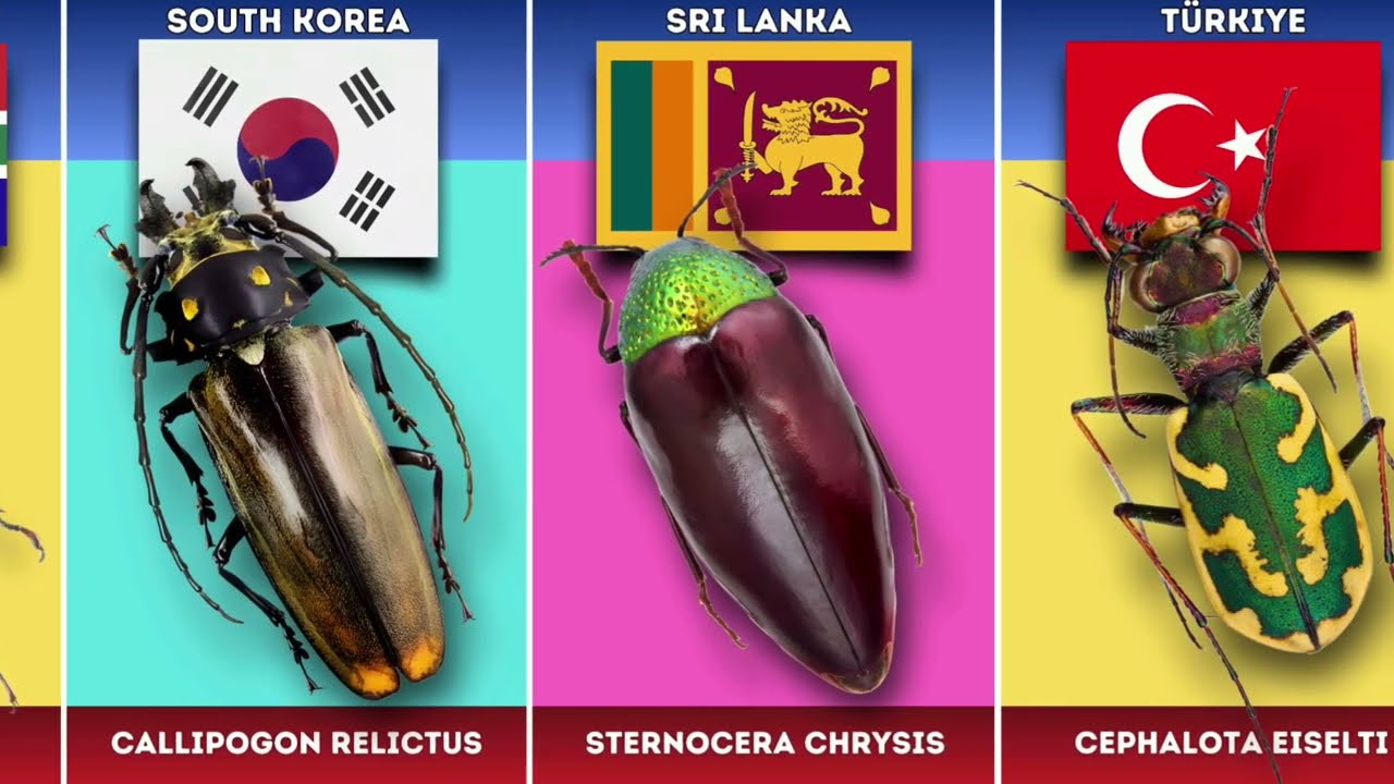 Beetles from Different Countries 