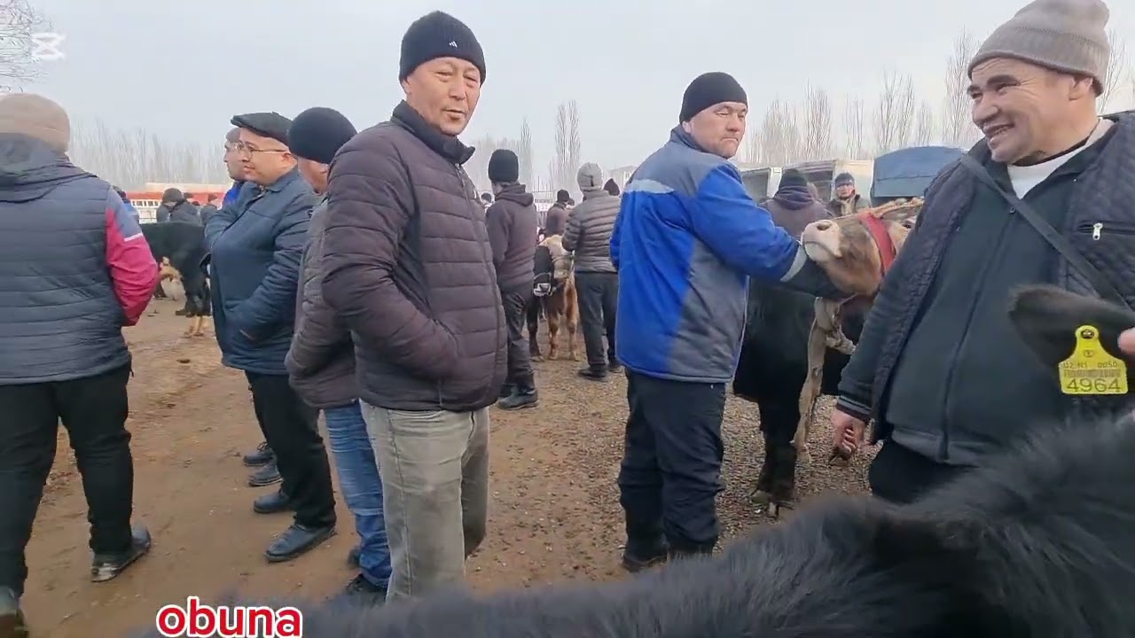 Qoʻshtepa Qumtepa chorva bozori Novvoschalar narxi 👍 