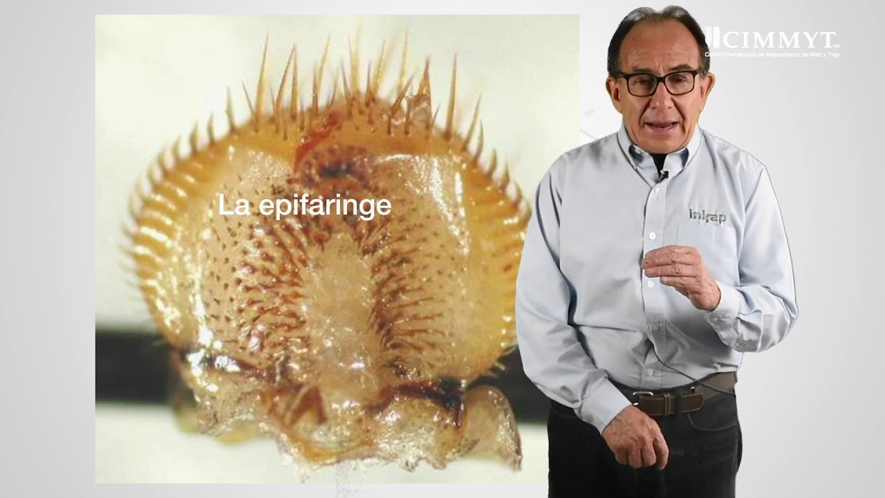 Gallina ciega, plaga relevante en México