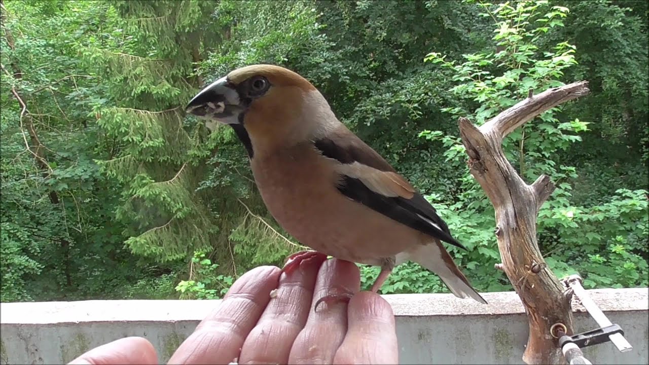 How to tame birds. Part 3 - Wie man wilde Vögel auf die Hand lockt