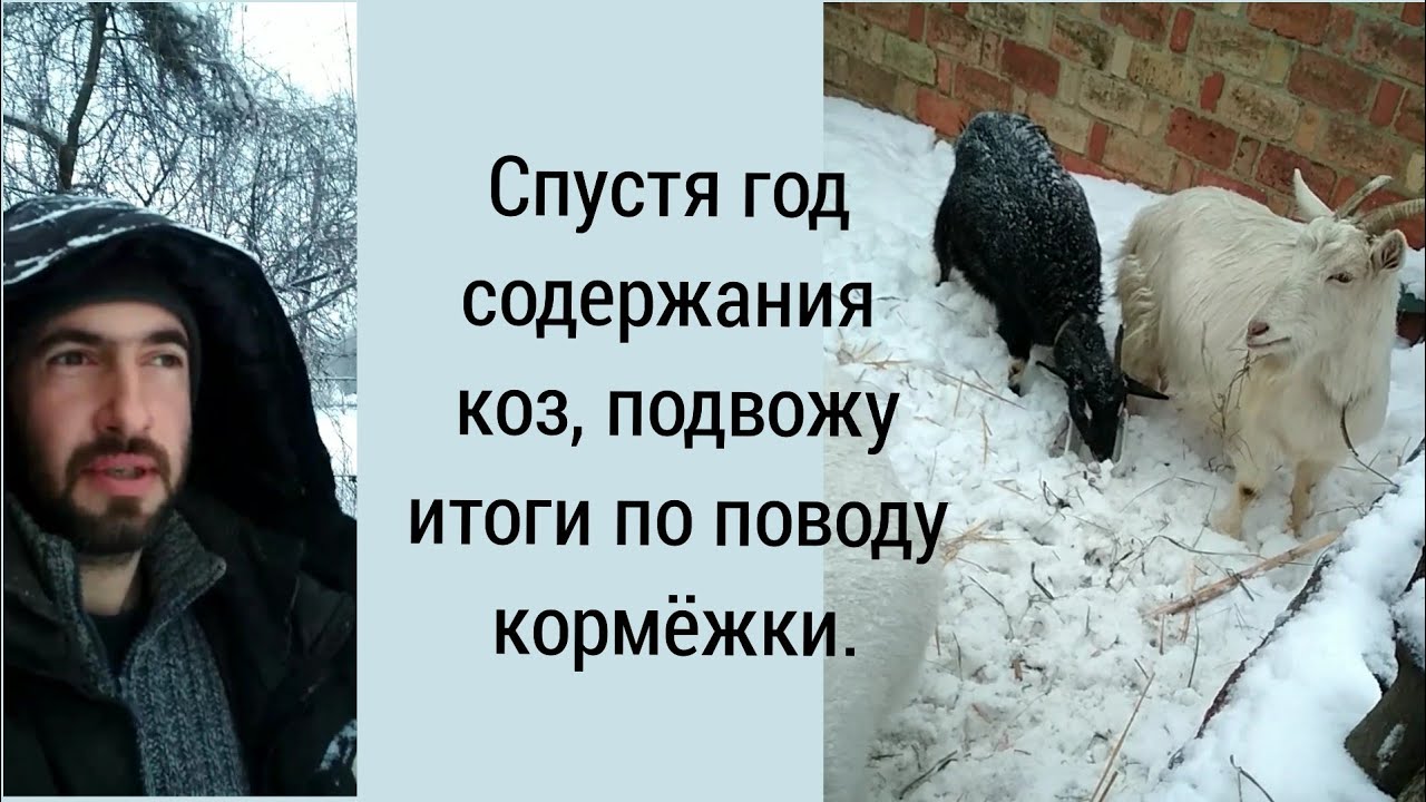 Чем, как, когда кормить коз?