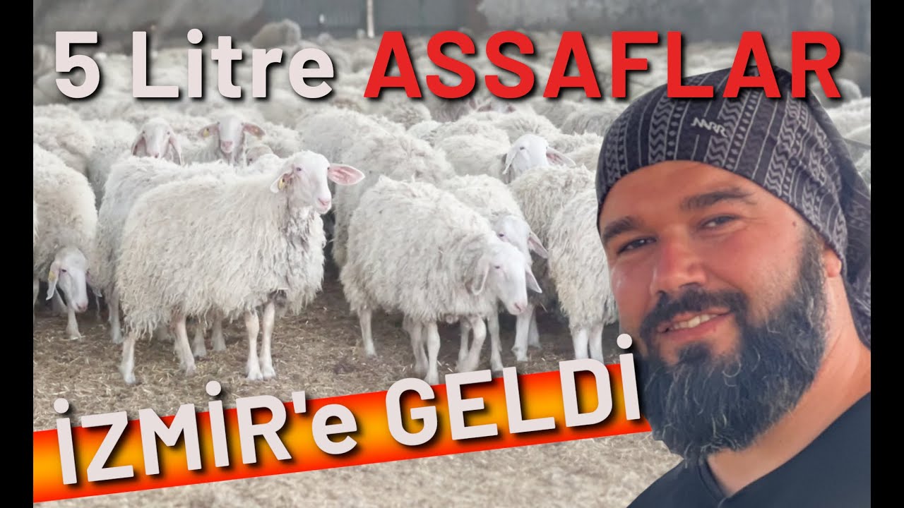 ASSAF KOYUNLARIMIZ GELDİ | GÜNDE 5 LİTRE SÜT