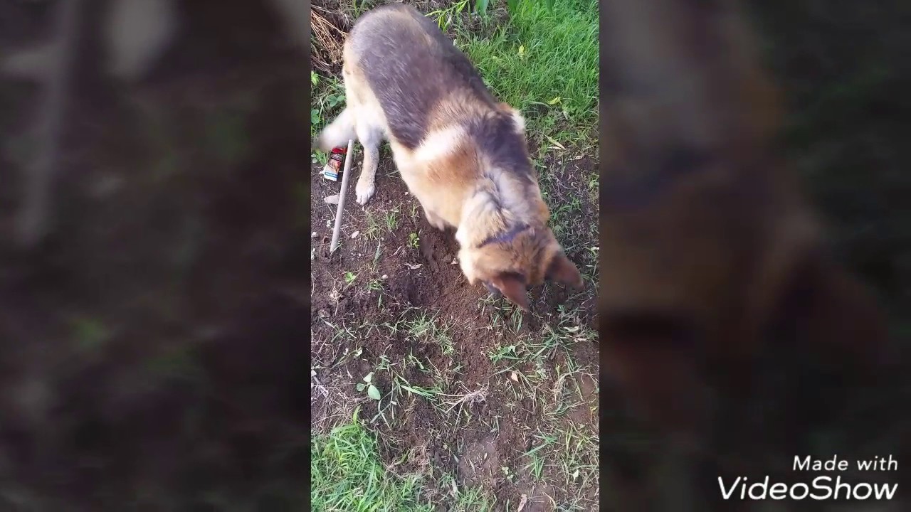 German Shepherd (smart dog) Ren - own garden