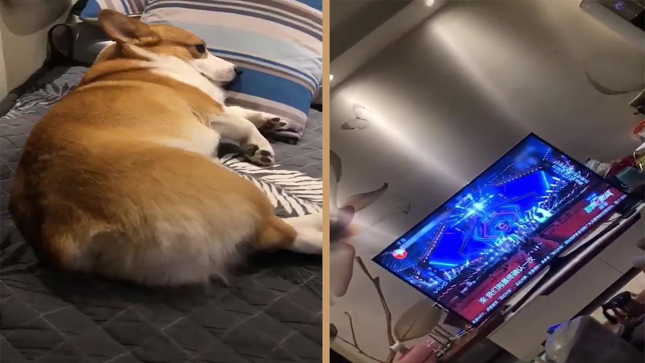 Lazy Corgi Enjoy Himself By Watching TV