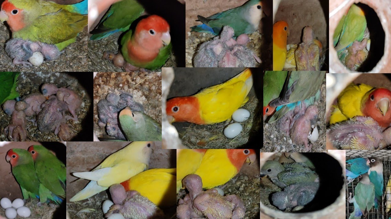 African LoveBirds Mutations & Chick's Updates/African LoveBirds variety/Mutations/Birds farm