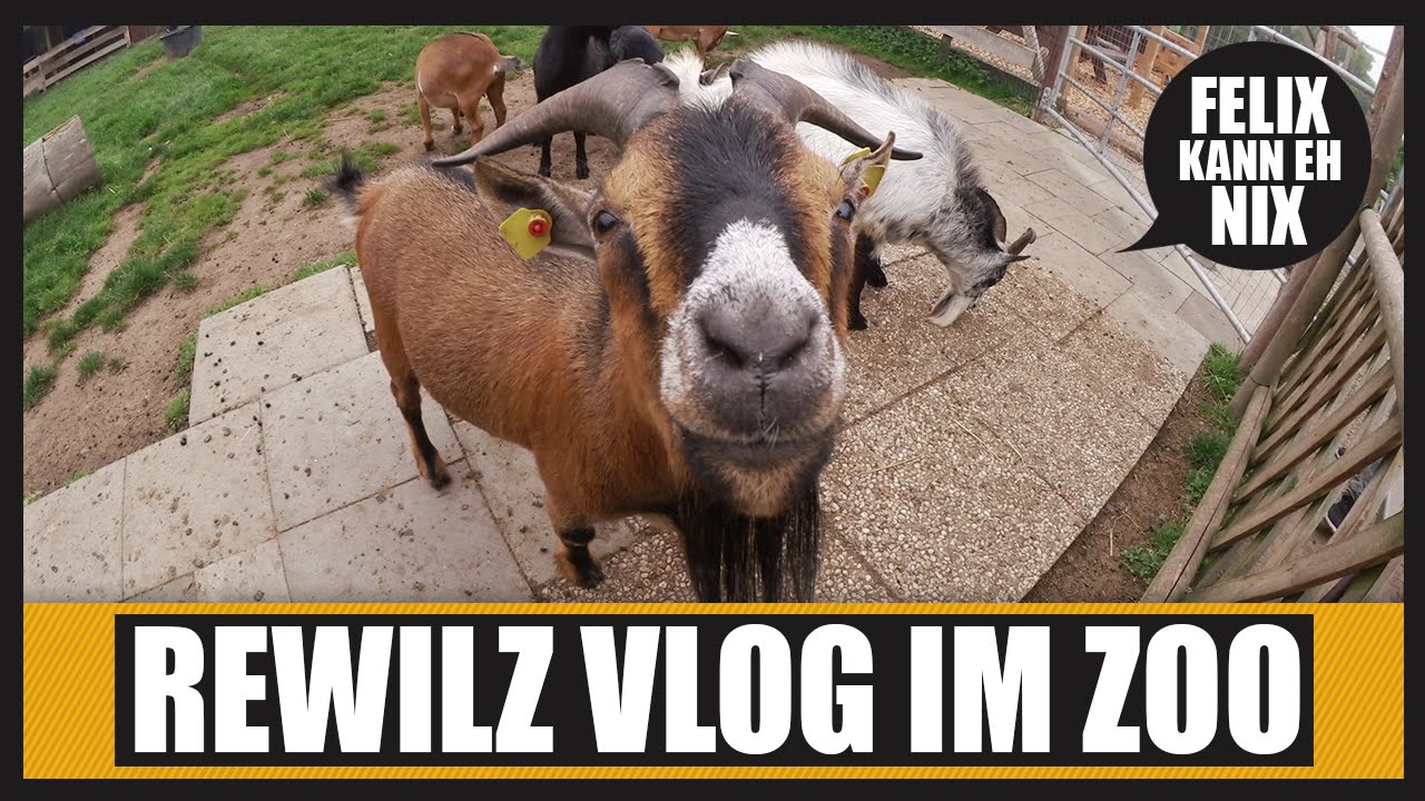 REWILZ IM ZOO? #DoGoodDay | Vlog | Felixkannehnix