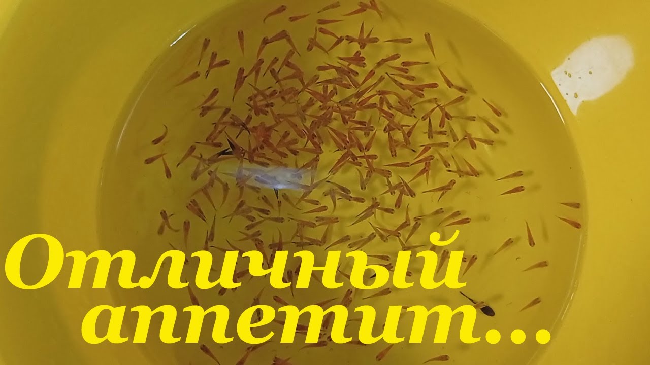 Мальки меченосцев чем кормить Пересадка мальков меченосцев