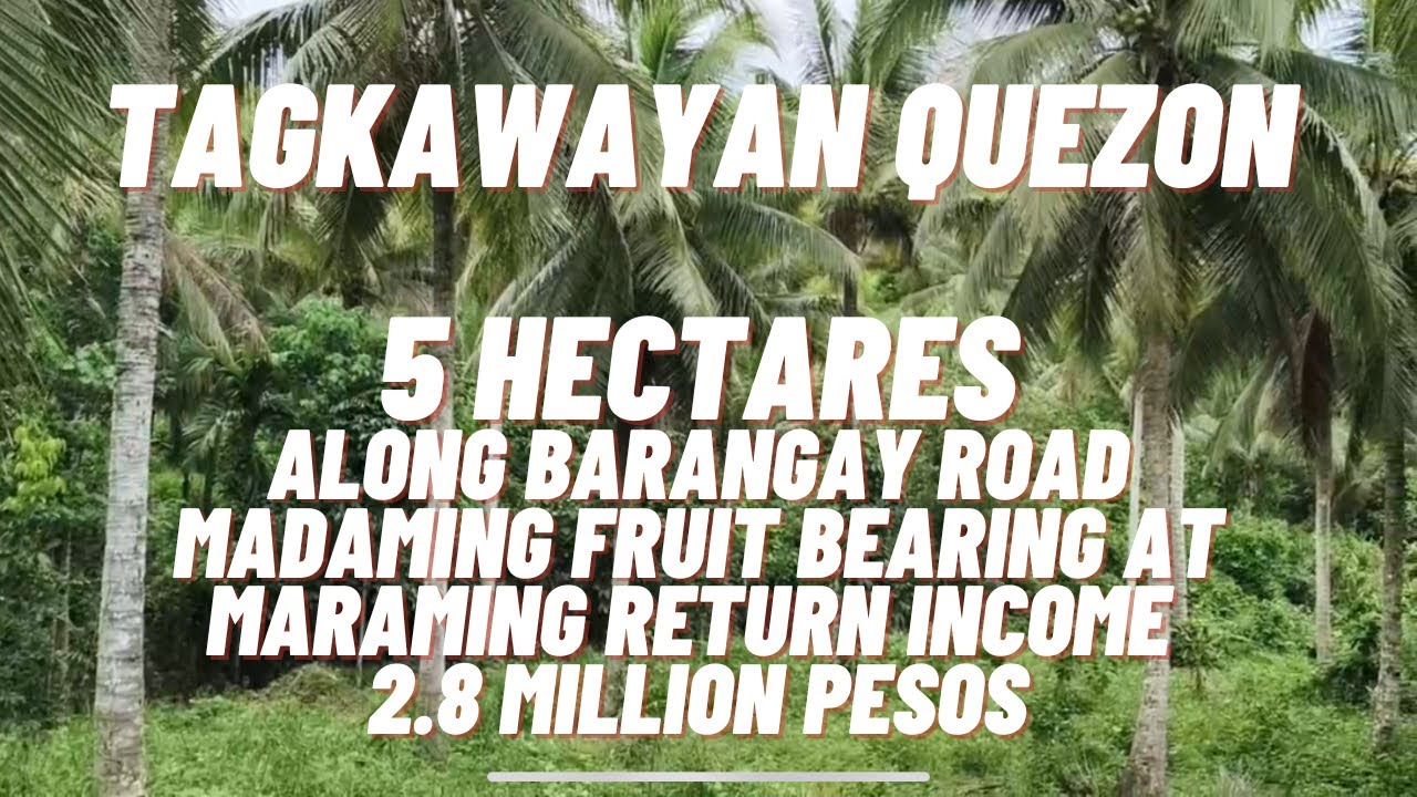 VLOG 92/ TAGKAWAYAN QUEZON/ ALONG BRGY ROAD NA PROPERTY MARAMING FRUIT BEARINGS, 2.8 MILLION PESOS!!