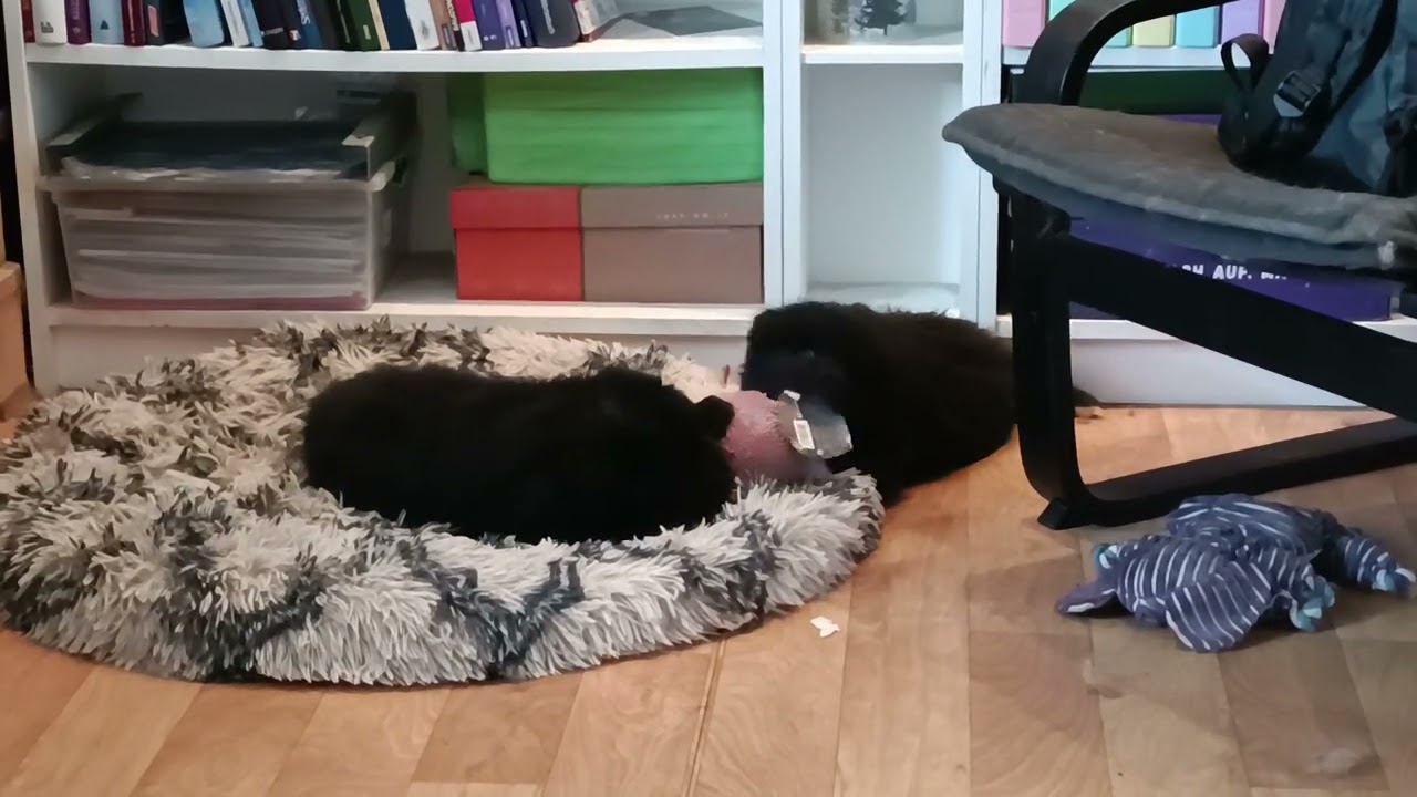 Finnische Lapphunde of Northern Lights 6 Wochen 