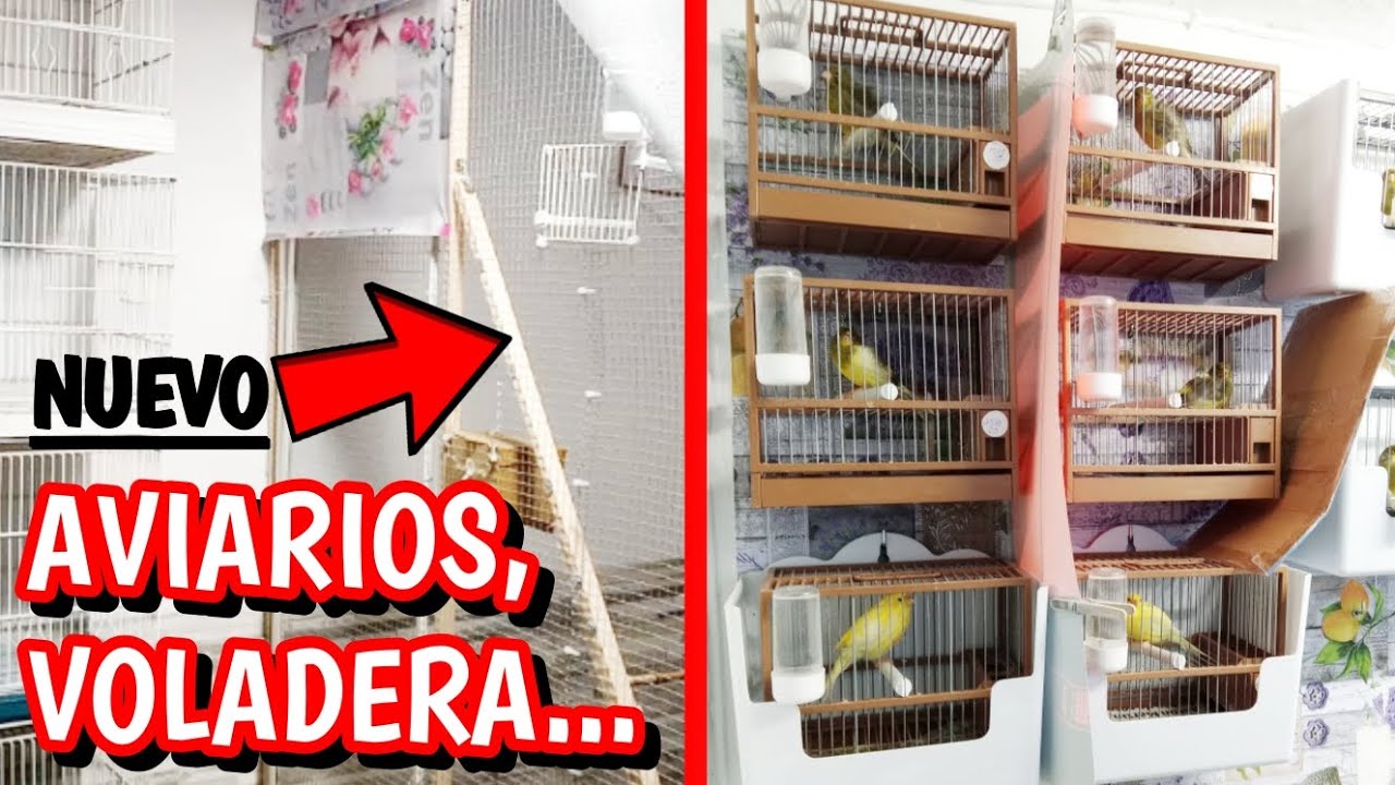✓ NUEVO AVIARIO, VOLADERA y CANARIOS TIMBRADOS