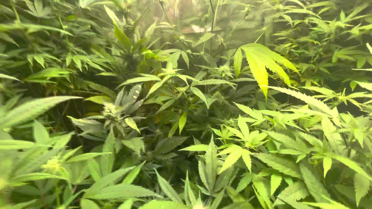 Mars Hydro Grow Journal Tsw2000 #marshydrosp6500