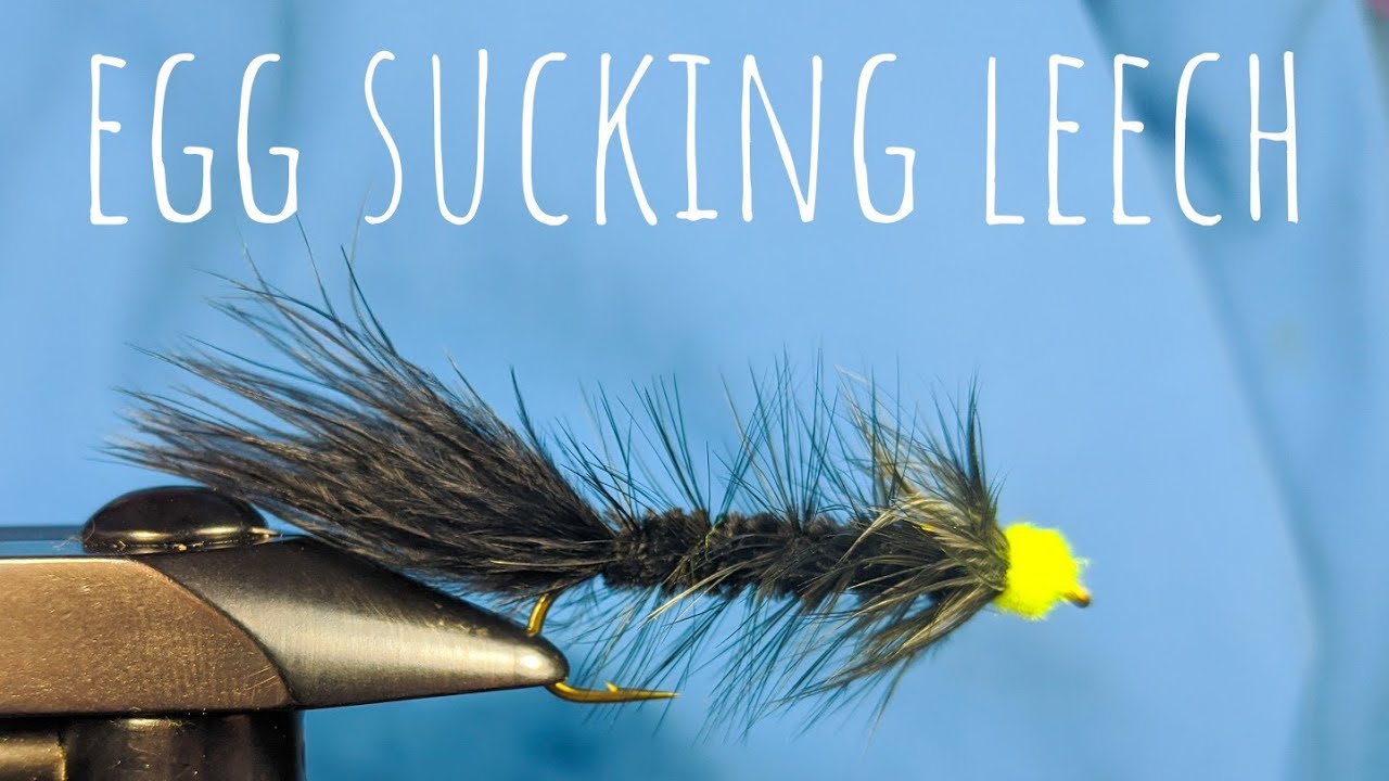 Egg sucking leech - Montage d'une mouche à truite