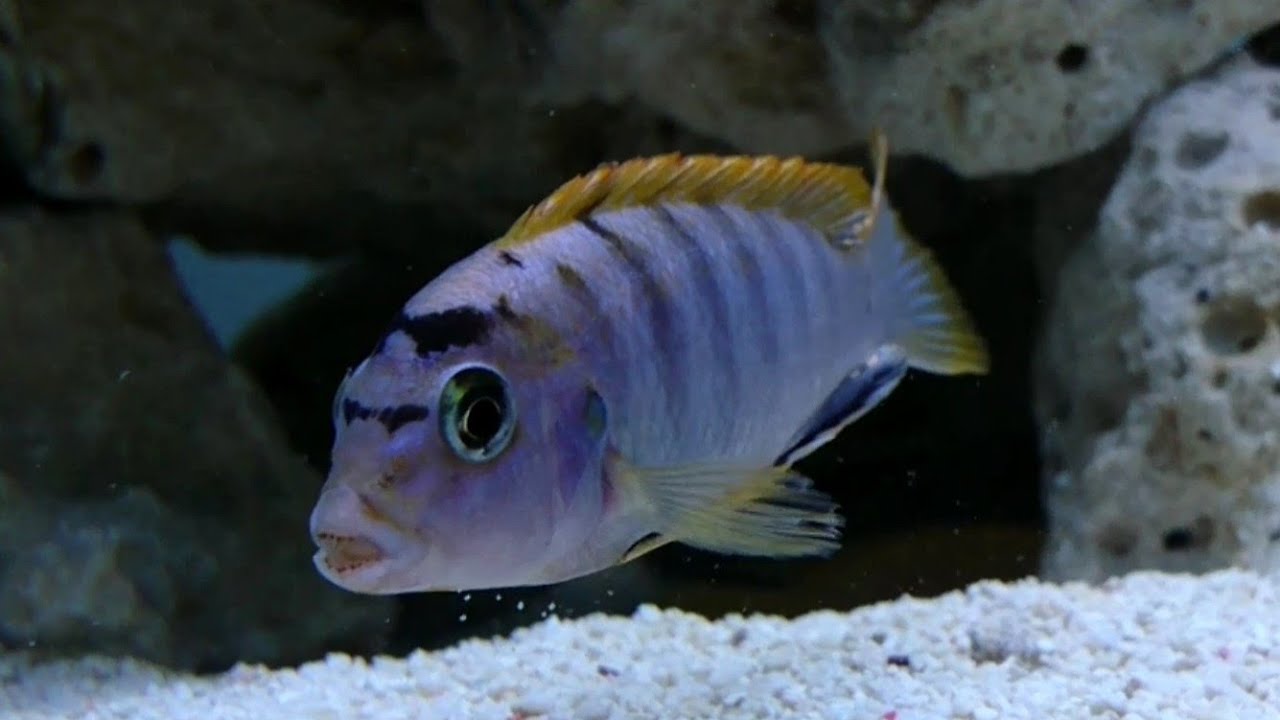 Labidochromis Hongi Red Top Aggressive Malawi Mbuna Cichlid