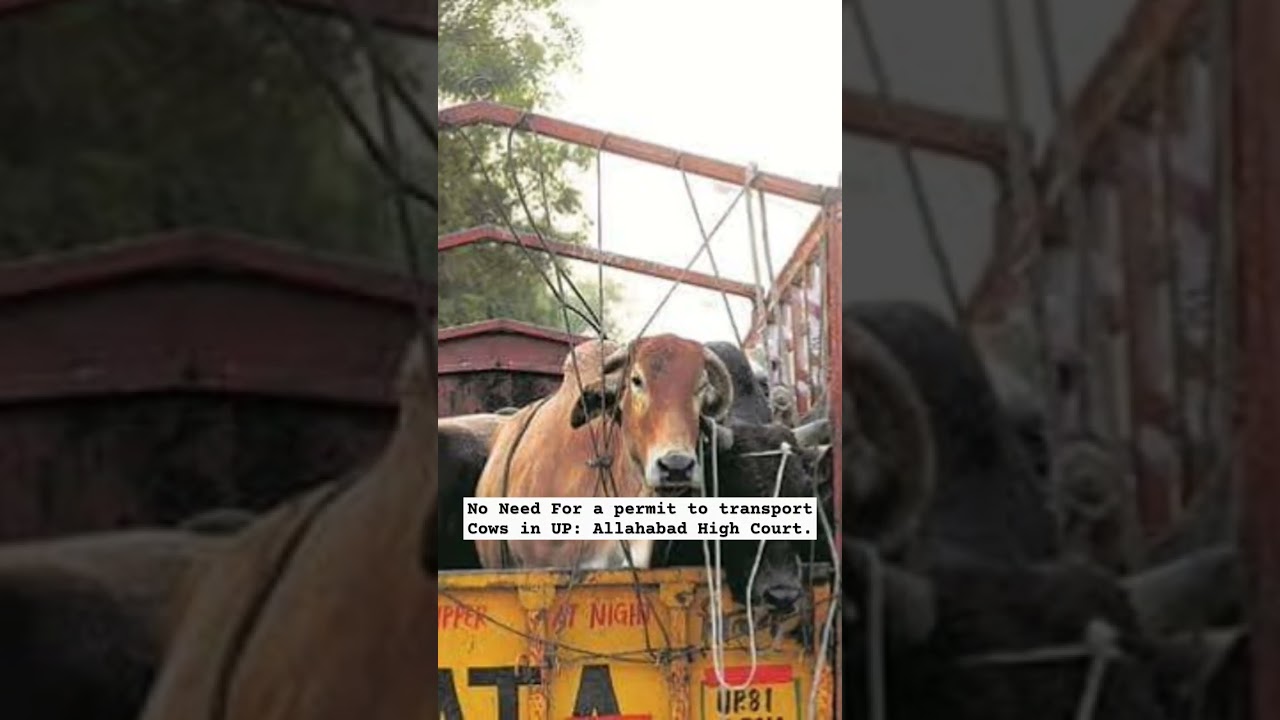 No Need For a permit to transport Cows in UP: Allahabad High Court.