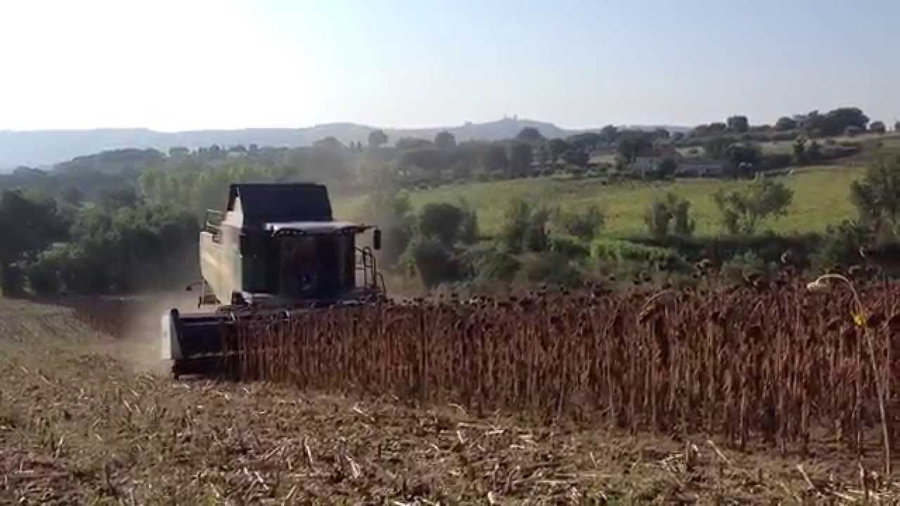 Barra girasole Zaffrani con trincia su Fendt - Zaffrani row free Header + chopper on Fendt Combine