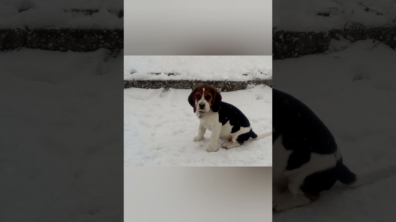Neo & Luna in acțiune !!!