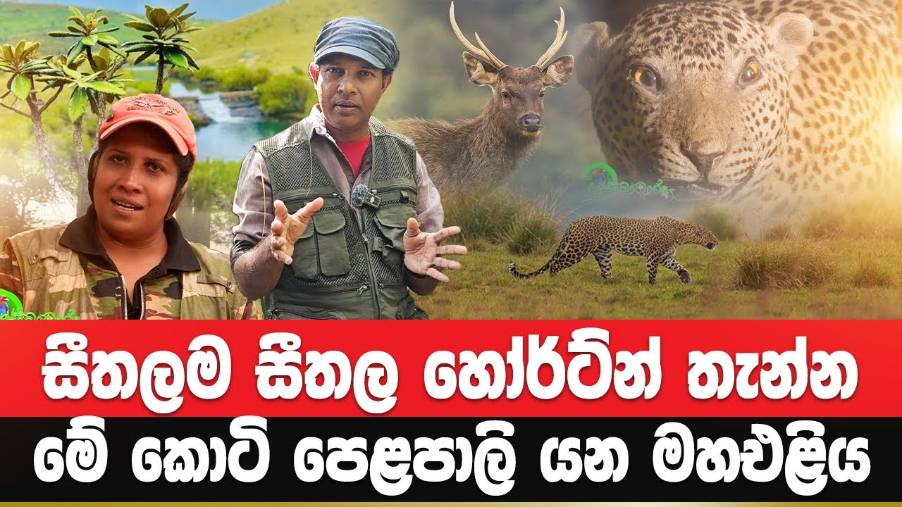 සීතලම සීතල හෝර්ට්න් තැන්න | මේ කොටි පෙළපාලි යන මහඑළිය