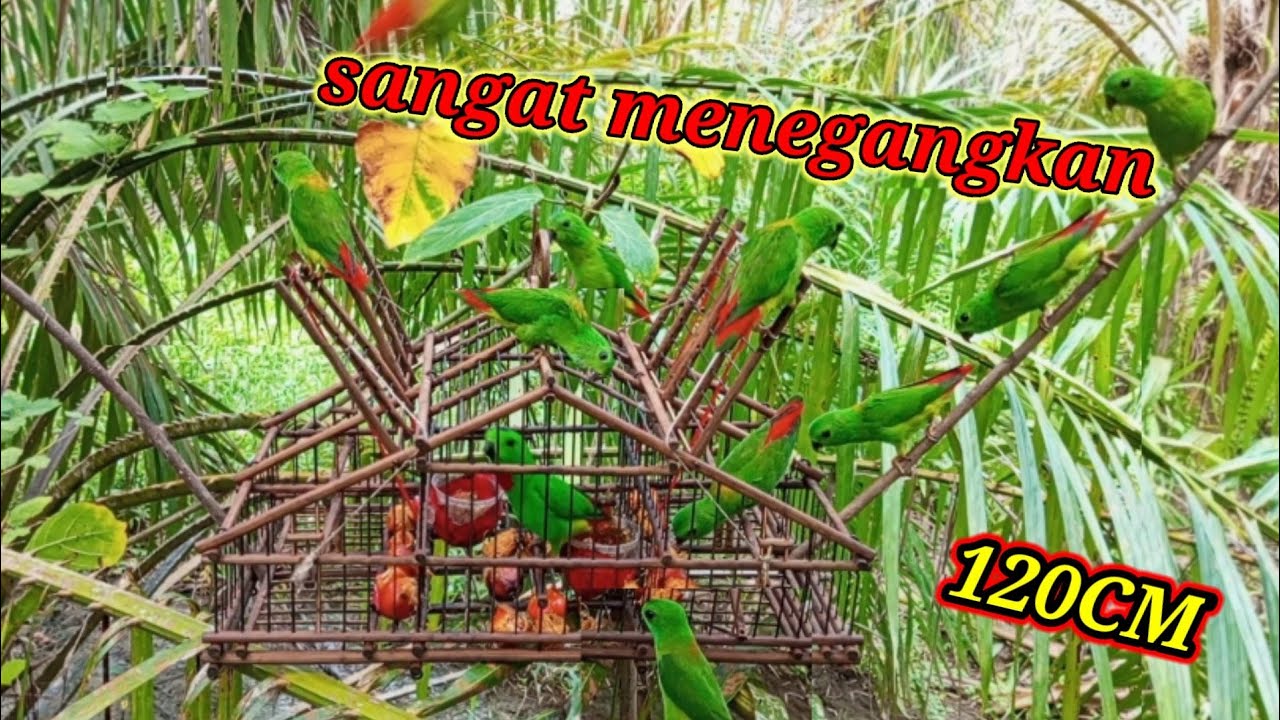 BURUNG SERINDIT KELUAR MASUK SANGKAR PIKAT DI KETINGGIAN 120CM JADI SANGAT MENEGANGKAN // BIRD TRAP