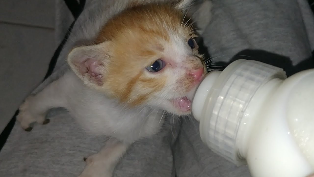Cute Kittens Are Hungry Kittens Meowing For Bottle Feeding