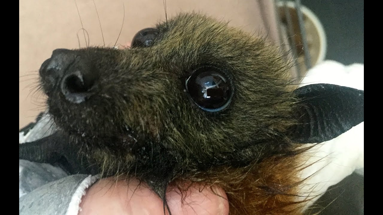 Rescuing a living flying-fox on power lines:  this is Wilma