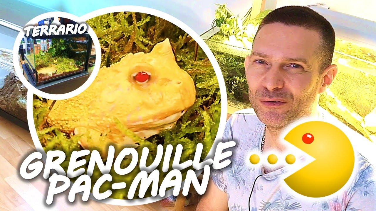 🐸 PAS DE SPHAIGNE NI DE MOUSSE, POUR ÉVITER LES OCCLUSIONS - Grenouille cornue Ceratophrys cranwelli