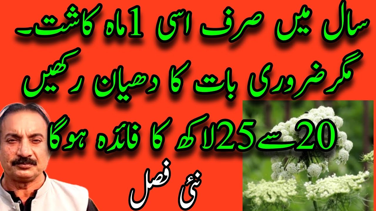 سال میں صرف اس 1ماہ میں کاشت کر سکتے ہیں اس بات کاخیال کرلیا تو منافع 20سے25لاکھ نئی فصل 