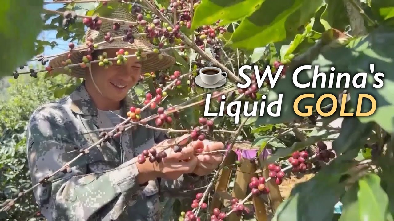 Coffee farmers in SW China's Yunnan REAP BIG amid rising bean prices