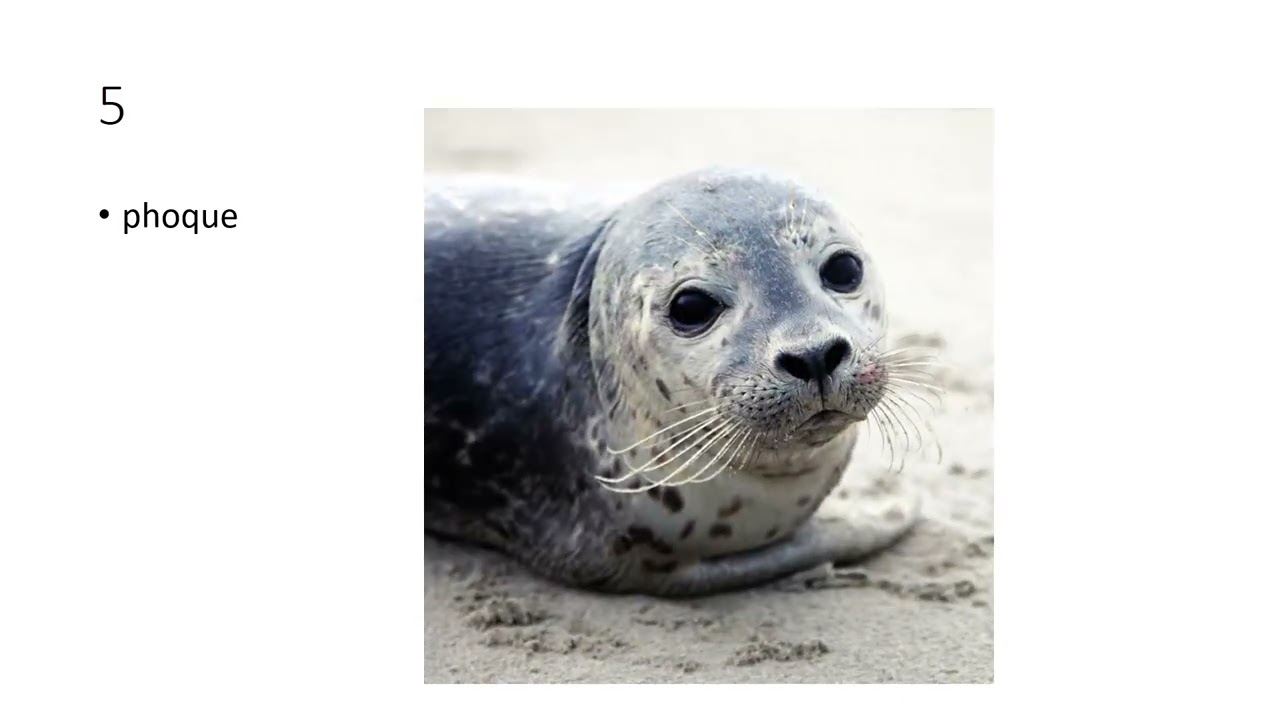 top 10 des animals