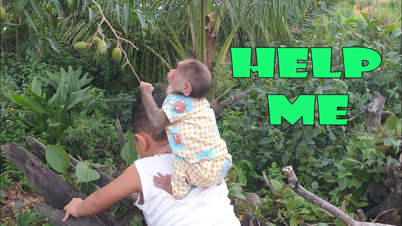 Baby monkey's reaction when he can't pick fruit