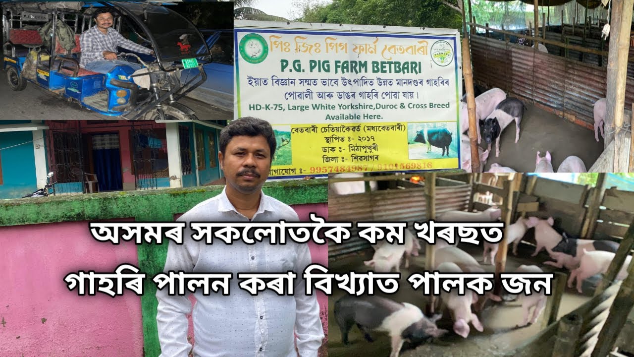 অসমৰ সকলোতকৈ কম খৰছত গাহৰি পালন কৰা বিখ্যাত পালক জন | Pig Farming | Low Cost Pig Farm