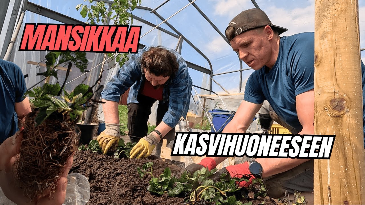 Istutettiin 60 mansikantainta kasvihuoneeseen - Satoa luvassa jo tänä kesänä? 🍓