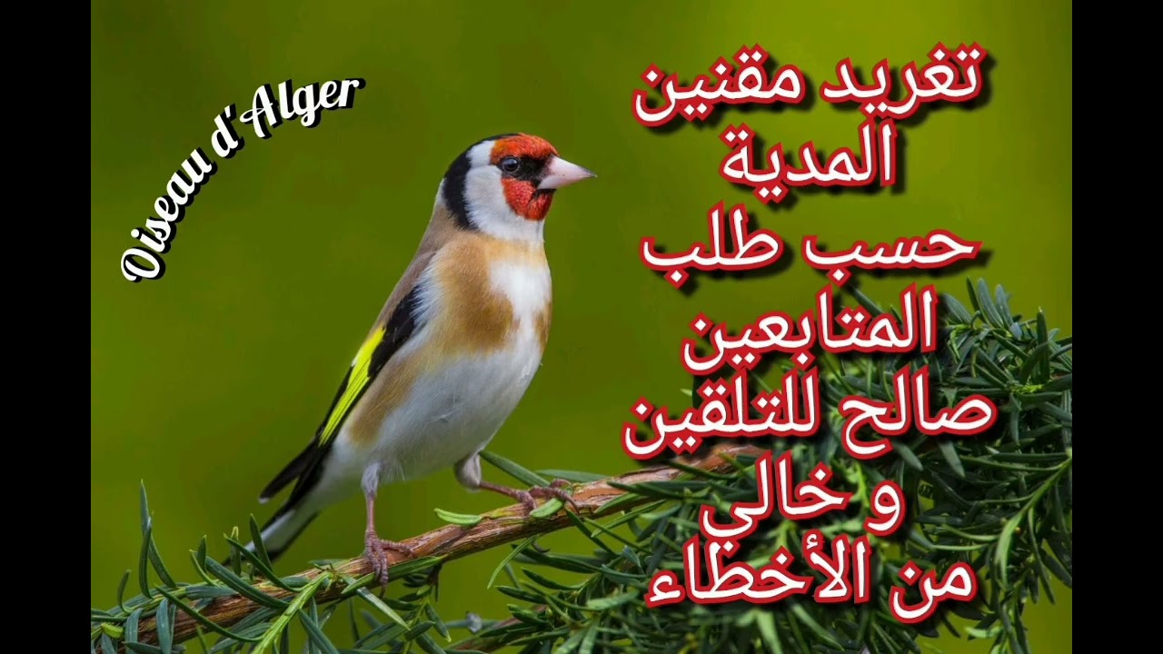 تغريد مقنين المدية متعة و جودة عالية في الصوت تم تعديله حسب ظلب المتابعين بصحتكم صالح للتلقين 