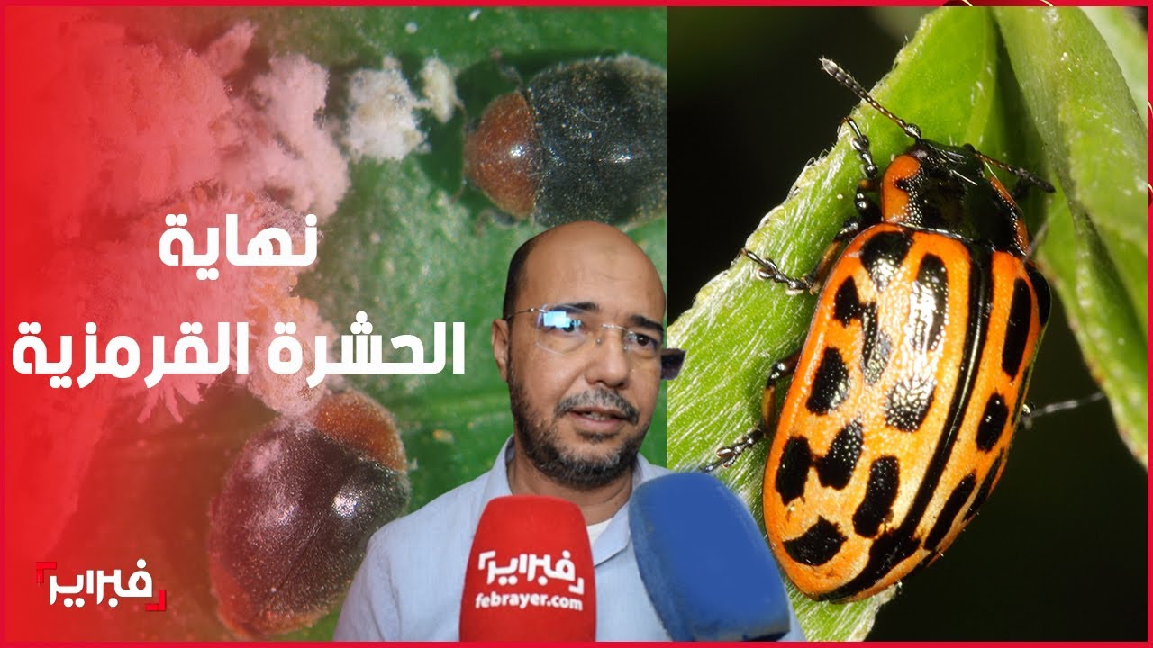دعسوقة مغربية تنهي وجود الحشرة القرمزية