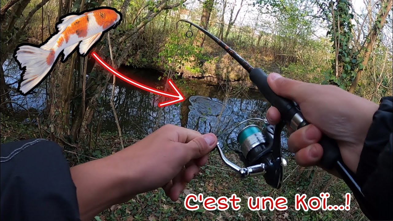 Je SAUTE DANS L'EAU pour cette CARPE KOÏ...