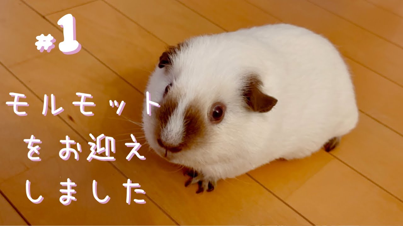 #1.初めまして！ぼくはロシアンモルモットなのだ