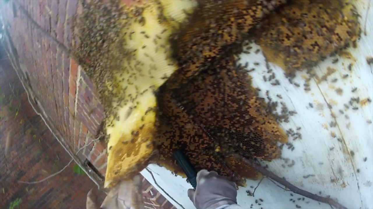 El Dorado Honeybee Extraction