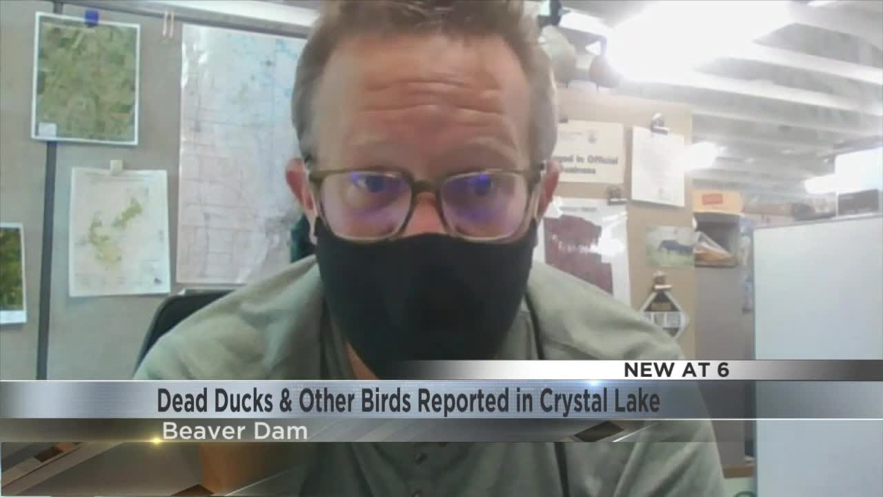 Dead Ducks & Other Birds Reported in Crystal Lake
