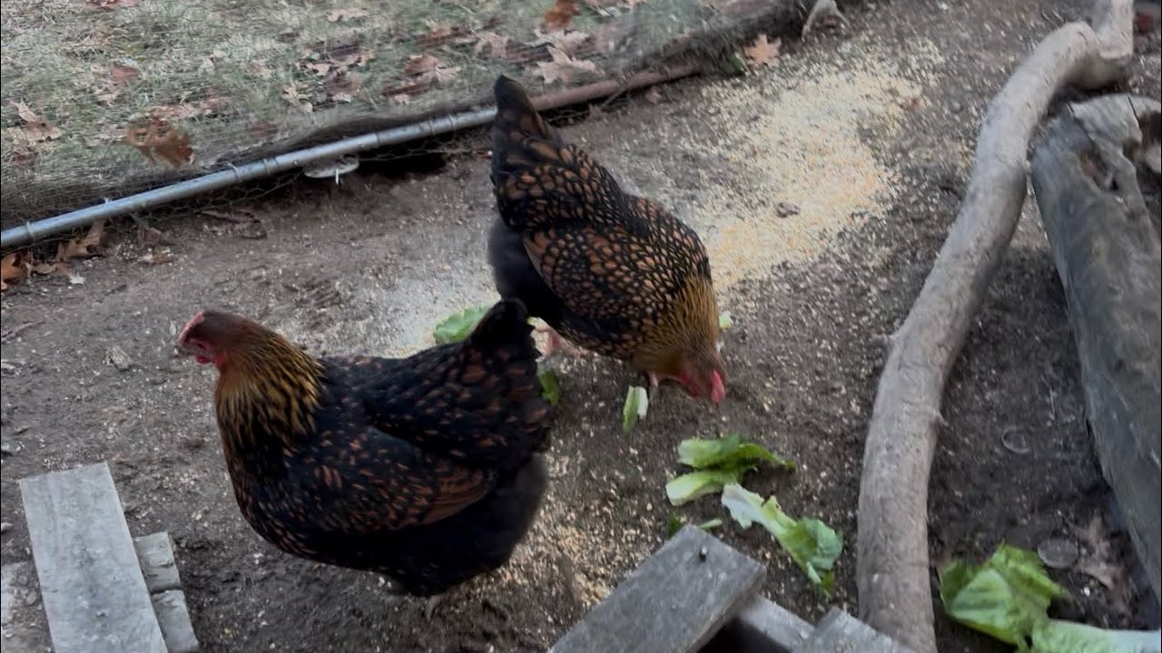 Breakfast is Ready!