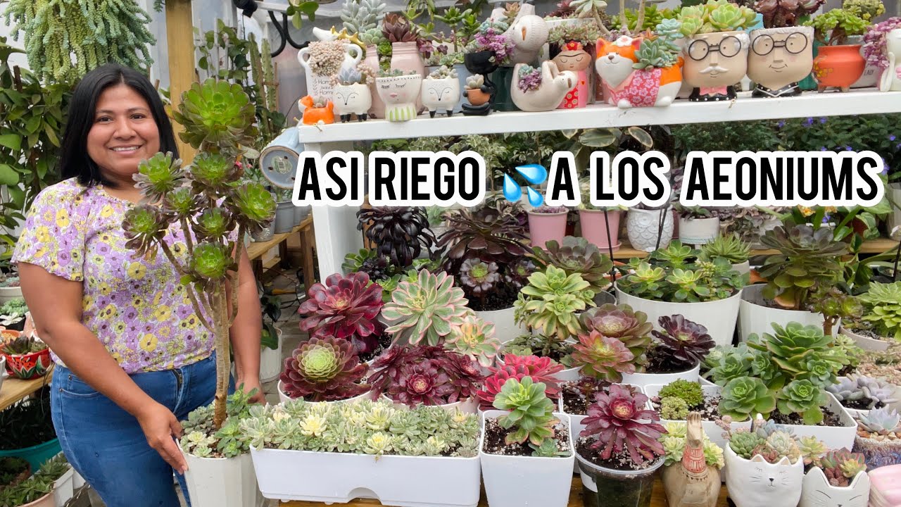 ASI RIEGO LOS AEONIUMS Y CRECEN MUY BONITOS