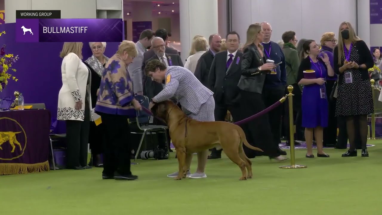 Bullmastiffs | Breed Judging 2025