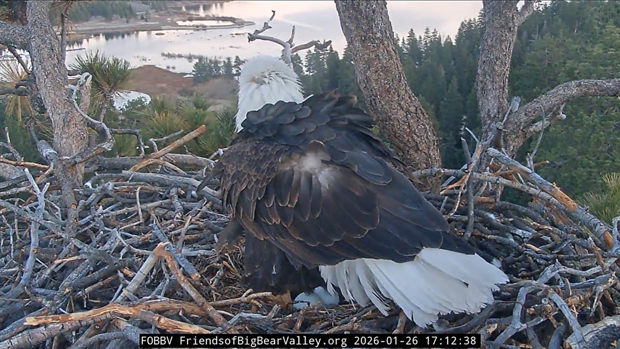Congratulations, Jackie and Shadow, on Egg #2!  (Friends of Big Bear Valley)