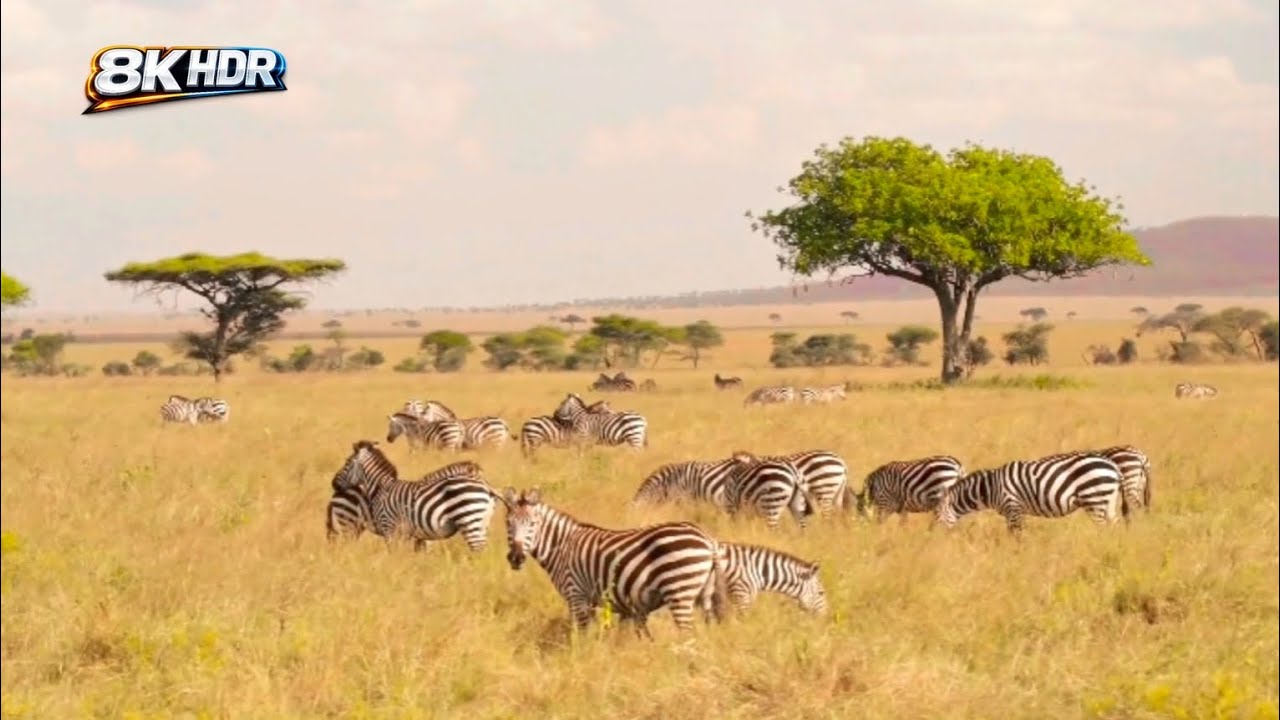 8K Ultra HD Nature Moments | Relaxing Wildlife
