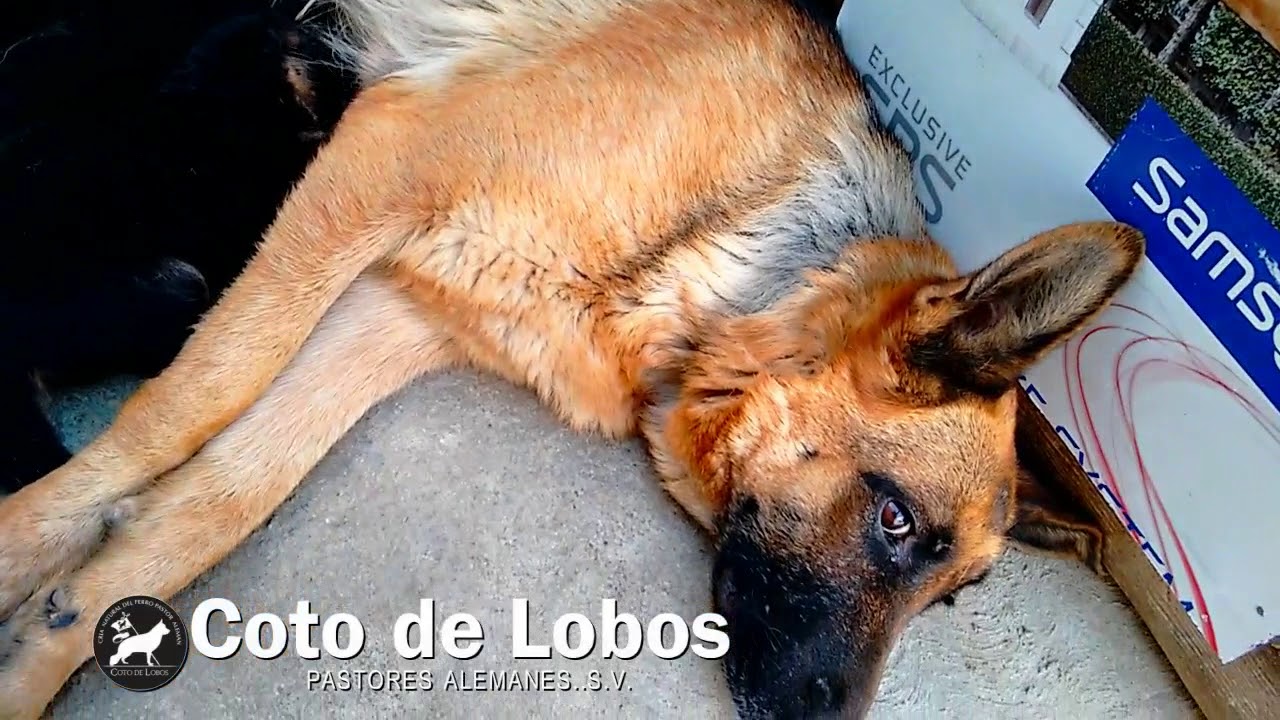 Cachorros Pastor Alemán Camada P Del Coto de Lobos