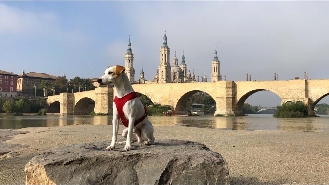 Pipper en Aragón - ¡Viaja con tu perro!