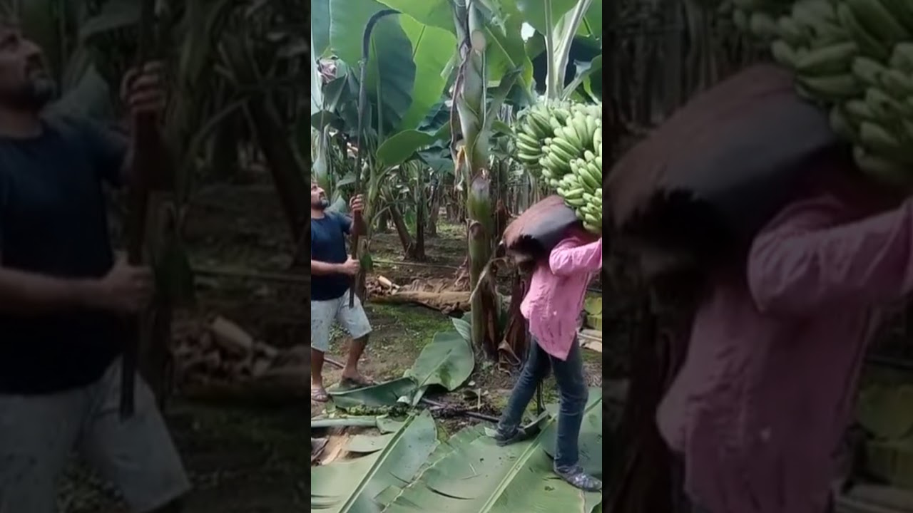 ⏱️After harvesting bananas, cut all the banana tree trunks.#shorts