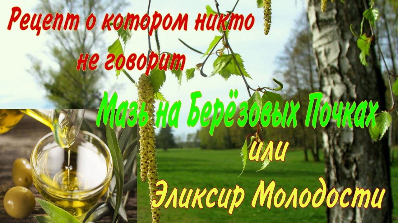 Берёзовые почки. Сбор, Спиртовая настойка, Мазь