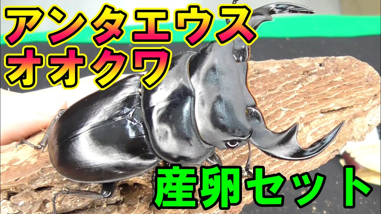 【初心者おすすめ】アンタエウスオオクワガタ産卵セットの組み方